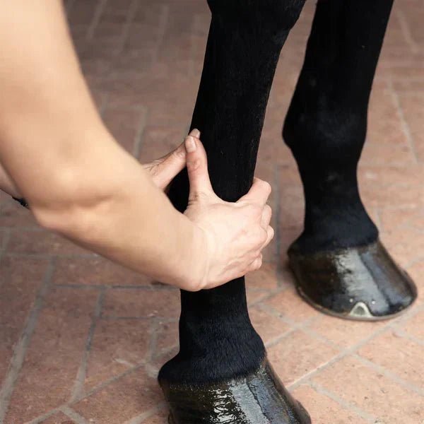 Equus Brand – Acquista Abbigliamento Equestre ad Alte Prestazioni Online